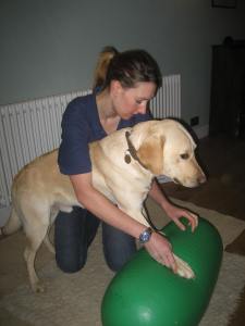 Canine rehab
